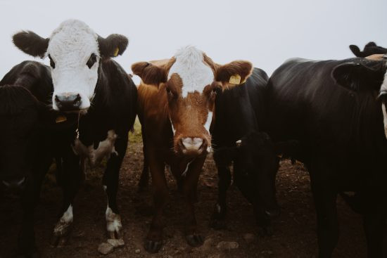 ¿Qué es la agricultura regenerativa?